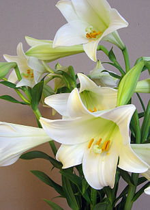 Photo couleur d'un bouquet de lys blancs.