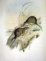 Il·lustració de John Gould d'un parell de ratolins marsupials.