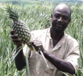 Farmer with pineapple