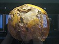 «Бурштынавае сонца» (3,5 кг) — у музеі бурштыну ў Паланзе
