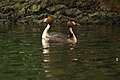 Great Crested Grebe courtship display at Hyde Park, London, UK