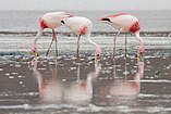 Phoenicoparrus jamesi English: James's Flamingos Deutsch: James-Flamingos