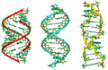 ADN, cơ sở phân tử của di truyền