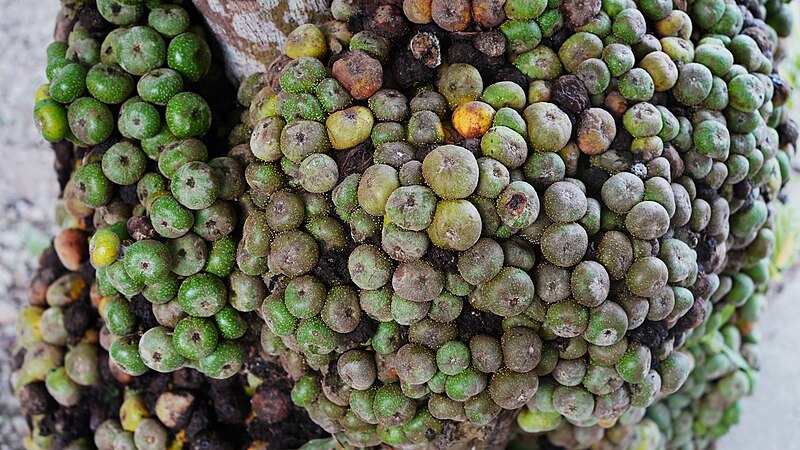 File:A bunch of Fig Fruit in Irosin, Sorsogon.jpg