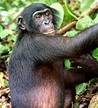 Patuljasta čimpanza (Bonobo)