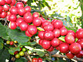 Red Catucaí Coffee, a variety of Coffea arabica, Matipó City, Minas Gerais State, Brazil