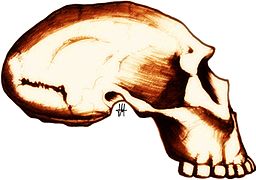 Cráneo de Dmanisi