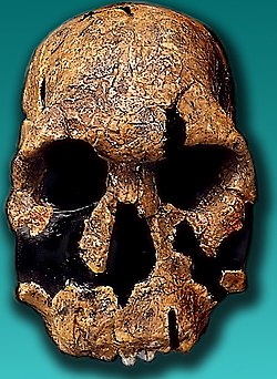 Billede af Homo rudolfensis (ældste art tilhørende slægten Homo)