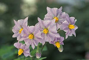 Blostern fan Iartapeln (Solanum tuberosum)