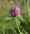 14. Réti here (Trifolium pratense) (Ukrajna) (javítás)/(csere)