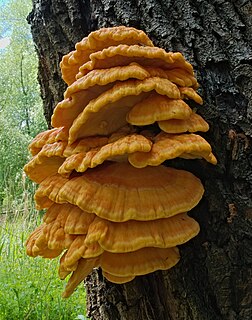 Laetiporus sulphureus, uma espécie de cogumelo que cresce em árvores, encontrado em Brühl, Baden-Württemberg, Alemanha (definição 2 306 × 2 925)