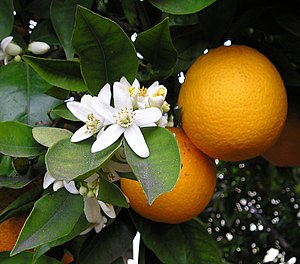 Früchten, bloosen an bleeden faan en aapelsiin (Citrus × aurantium).