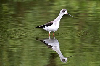 A Black-winged stilt with black wings and long pink legs. Photograph: Ranieljosecastaneda