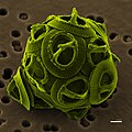 Imagen coloreada de una microscopia electrónica de barrido de un alga unicelular Gephyrocapsa oceanica, una especie de cocolitóforo. Por Richard Bartz.