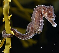 Tail not used for swimming: seahorse