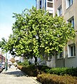 tree in Potsdam, Germany