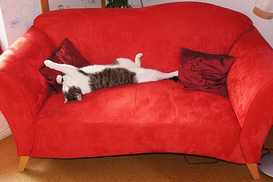Cat lolling lazily on the red sofa