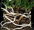 Euphorbia rhizophora (トウダイグサ科) の根茎