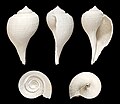 23. Fulguropsis radula tengeri csiga a Pliocén korból, hossza 11,5 cm. (javítás)/(csere)