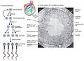 Hình 3: Sơ đồ tóm tắt sự tạo tinh (bên trái) và ảnh hiển vi lát cắt ngang ống sinh tinh có tế bào Sertoli (bên phải).