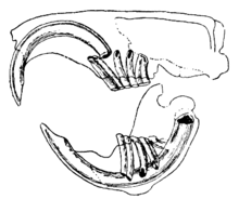 Dessin d'un crâne en coupe longitudinale