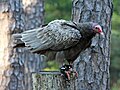 Leucistic Turkey Vultures