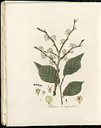 Ulmus campestris (modern=Ulmus glabra) - Pl0242 - FloraBatava-KB-v04.jpg