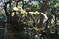 伊古奈比咩命神社のアオギリ自生地の若木に残った黄葉。