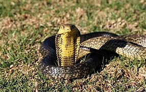 Kobra černá, největší z kober rodu Naja (tzv. pravé kobry)