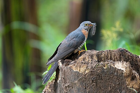 Red-chested cuckoo at Kibale forest National Park Photograph: Giles Laurent
