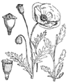 Divji mak. (Papáver Rhoeas.) Illustration #64 in: Martin Cilenšek: Naše škodljive rastline, Celovec (1892)