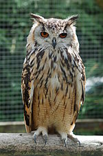 Thumbnail for Horned owl