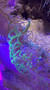 Flourescent coral (Non-photographic media)
