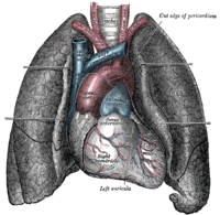Легені та серце людини