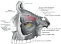 從外部打開的上頜竇(左)。