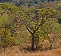Acacia leucophloea, National tree of Myanmar