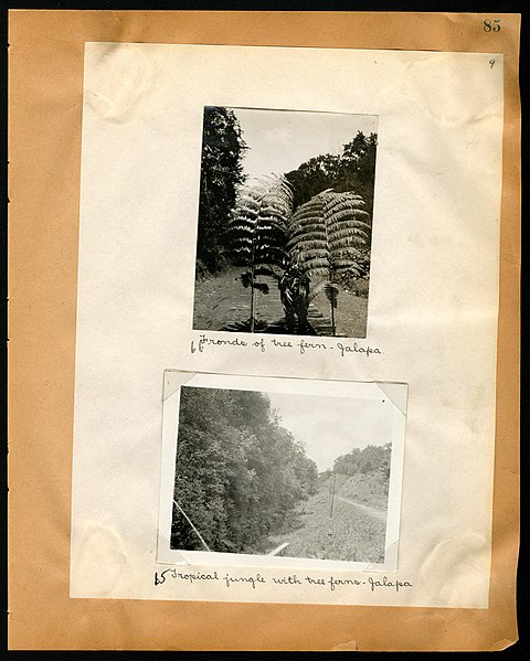 File:Chase album, 1898, 1903, and undated (Page 85) BHL46399520.jpg