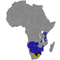 Distribuição do gnu-de-cauda-branca em amarelo, do gnu-de-cauda-preta em azul, sobreposição das duas espécies em marrom