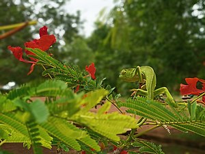 The chameleon on the delonia regix at Pendjari National Park Photograph: Micho2020