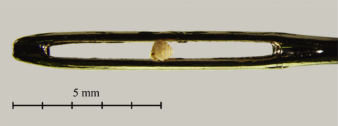 Angustopila dominikae (dans le chas d'une aiguille), plus petit escargot et mollusque terrestre au monde