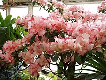 Rhododendron simsii hoort thuis in het ondergeslacht/ sectie Tsutsusi.