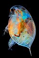 A birthing water flea under 100x magnification and polarized light. Winner of the Microscopy images category 2019, Marek Miś, Poland