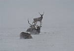 Плямисті олені в біосферному заповіднику «Асканія-Нова», © Павло Чегорка, CC-BY-SA 3.0