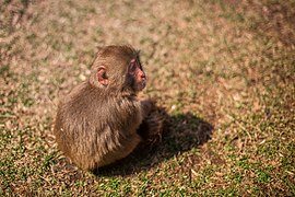 A baby Japanese macaque (Macaca fuscata).