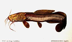 Description de l'image Heterobranchus longifilis.jpg.