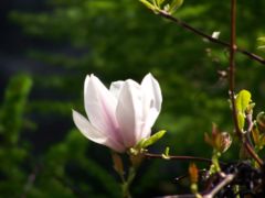 Magnolia virginiana ciuri