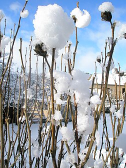 Premiers flocons de neige, en Lozère (France). (définition réelle 2 448 × 3 264)