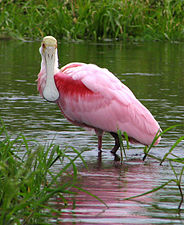 Ружичаста кашикара у државном парку реке Мијака на Флориди. Њена ружичаста боја, као код фламинга, потиче од каротеноидних пигмената у исхрани.