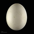 яйце Tyto alba guttata - Тулузький музей