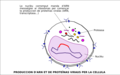8- Après integracion de l'ADN virau dins lo nuclèu cellular, la cellula comença de produrre d'ARN e de proteïnas viraus